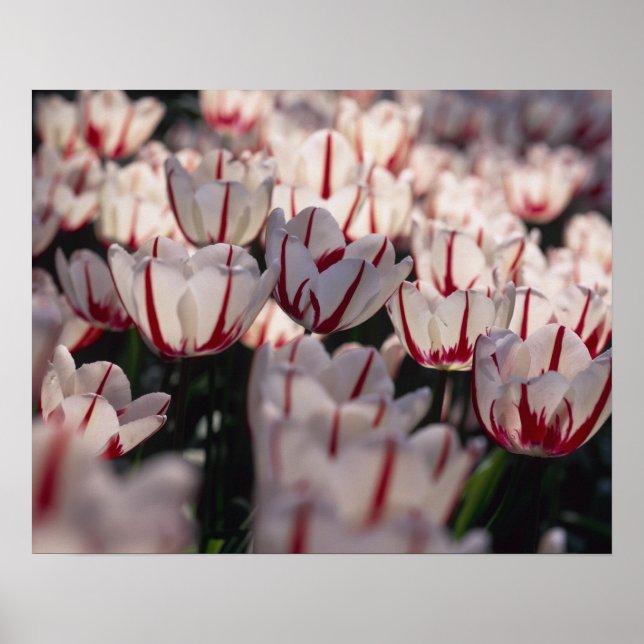 Tulips Poster (Front)