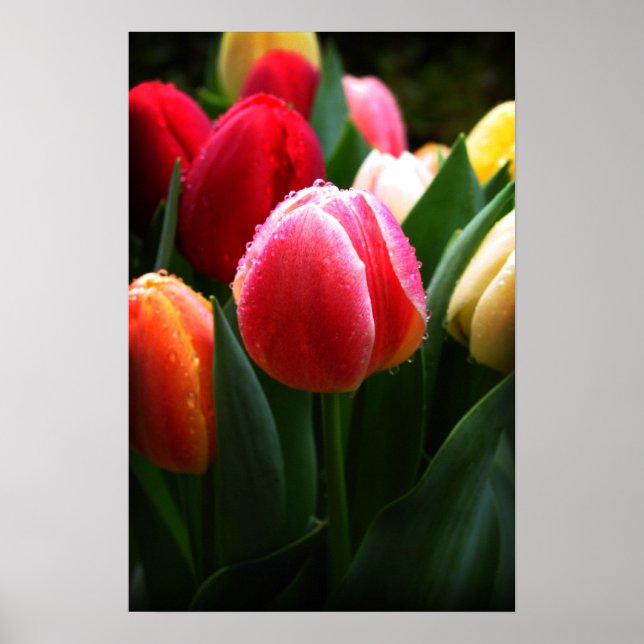 Tulips Poster (Front)