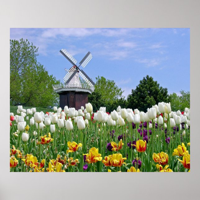 Tulips Poster (Front)