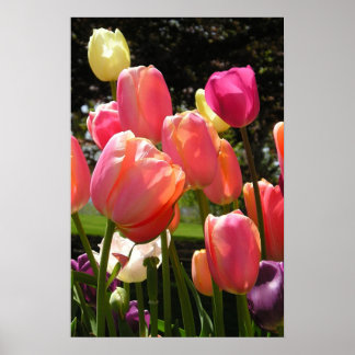 tulips poster