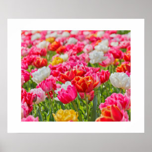 Tulips Poster