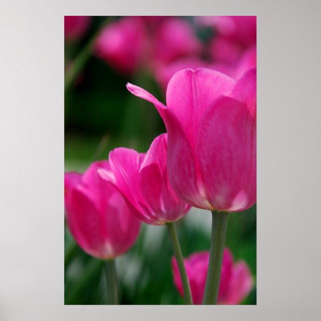 Tulips Poster (Front)