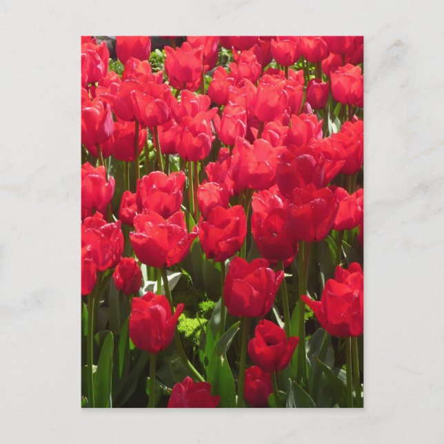 tulips red flora postcard (Front)