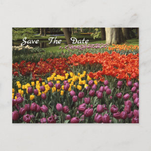 Tulips Save The Date Announcement Postcard