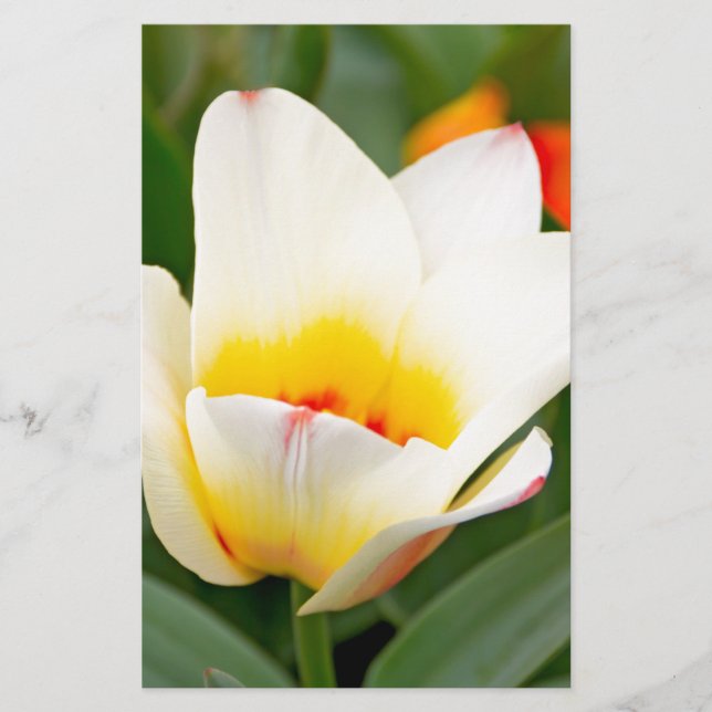 Tulips Stationery (Front)