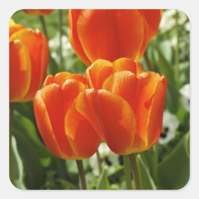 Tulips Sticker (Front)