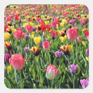 Tulips Stickers