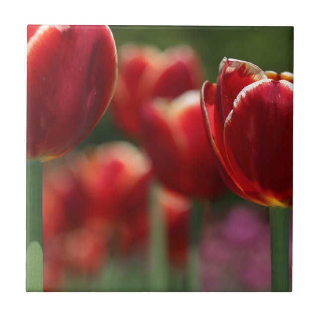 Tulips Tile (Front)