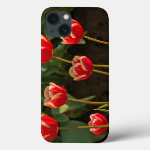 Tulips, Tulip Festival, Woodburn, Oregon, USA 1 iPhone 13 Case