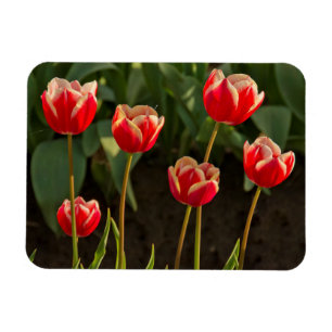 Tulips, Tulip Festival, Woodburn, Oregon, USA 1 Magnet