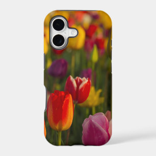 Tulips, Tulip Festival, Woodburn, Oregon, USA 2