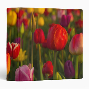 Tulips, Tulip Festival, Woodburn, Oregon, USA 2 Binder