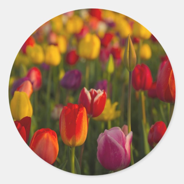 Tulips, Tulip Festival, Woodburn, Oregon, USA 2 Classic Round Sticker (Front)