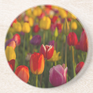 Tulips, Tulip Festival, Woodburn, Oregon, USA 2 Coaster