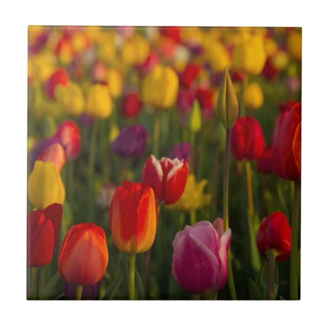 Tulips, Tulip Festival, Woodburn, Oregon, USA 2 Tile (Front)