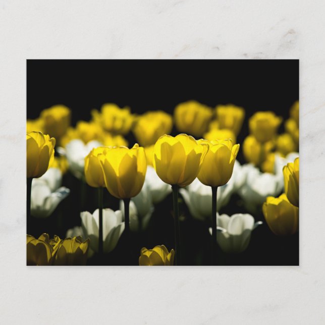 Tulips Yellow And White Postcard (Front)