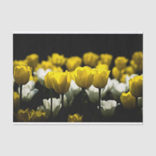 Tulips Yellow And White Tissue Paper