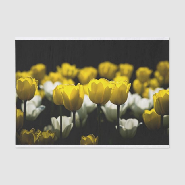 Tulips Yellow And White Tissue Paper (Front)