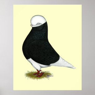 Tumbler Pigeon  Black Bald CL Poster