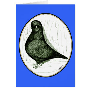 Tumbler Pigeon LFCL From 1978