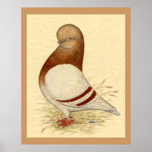 Tumbler Pigeon:  LFCL Mealy Poster