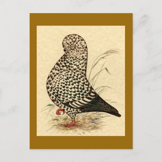 Tumbler Pigeon LFCL Splash Postcard (Front)