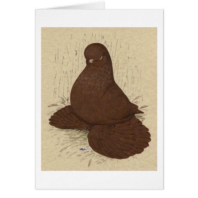 Tumbler Pigeon Muffed Red (Front)