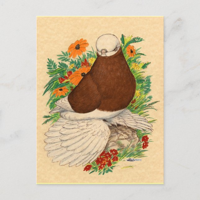 Tumbler Pigeon  Red Bald Muffed Postcard (Front)