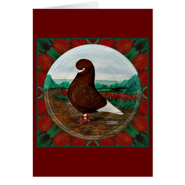 Tumbler Red Beard Pigeon (Front)