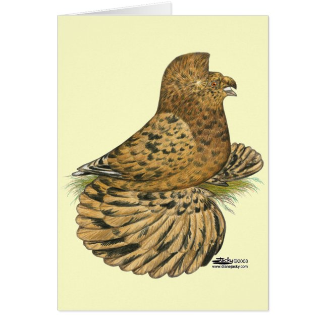 Tumpeter Pigeon Almond (Devant)