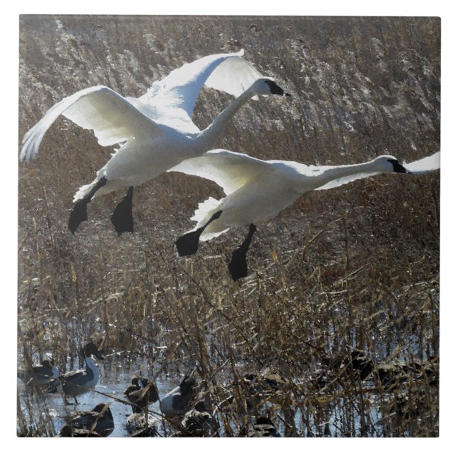 Tundra Swan Birds Wildlife Animals Tile (Front)