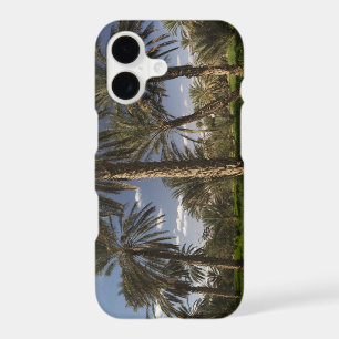 Tunisia, Ksour Area, Ksar Ghilane, date palm