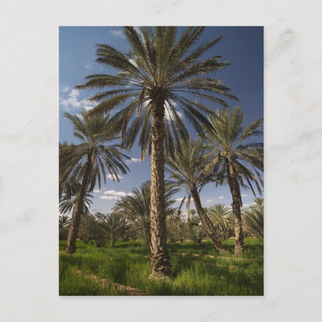 Tunisia, Ksour Area, Ksar Ghilane, date palm 2 Postcard (Front)