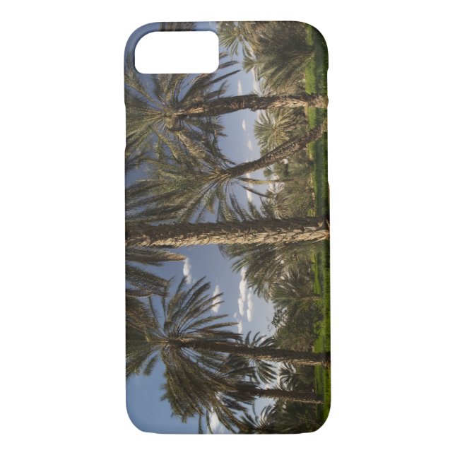 Tunisia, Ksour Area, Ksar Ghilane, date palm Case-Mate iPhone Case (Back)