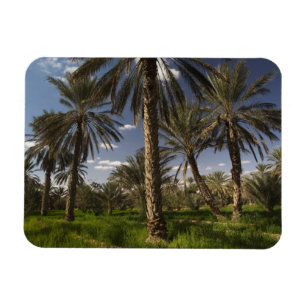 Tunisia, Ksour Area, Ksar Ghilane, date palm Magnet