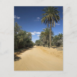 Tunisia, Ksour Area, Ksar Ghilane, date palm Postcard