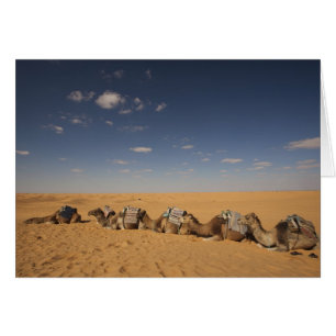 Tunisia, Ksour Area, Ksar Ghilane, Grand Erg 2