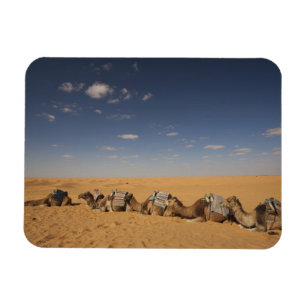 Tunisia, Ksour Area, Ksar Ghilane, Grand Erg 2 Magnet
