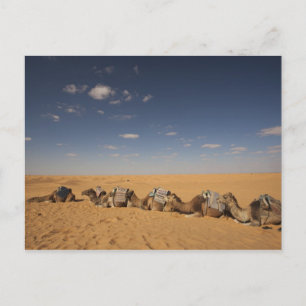 Tunisia, Ksour Area, Ksar Ghilane, Grand Erg 2 Postcard