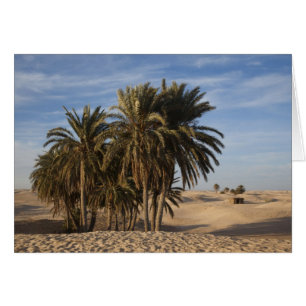 Tunisia, Sahara Desert, Douz, Great Dune, palm