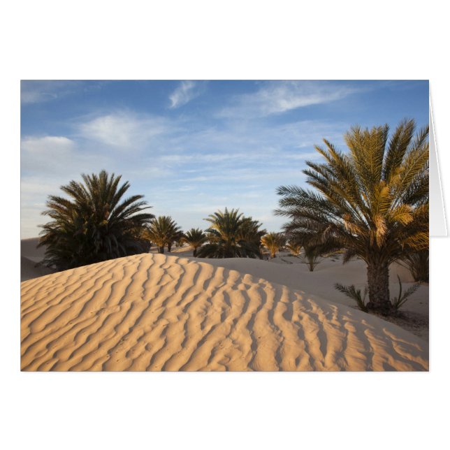 Tunisia, Sahara Desert, Douz, Great Dune, palm 2 (Front Horizontal)