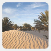 Tunisia, Sahara Desert, Douz, Great Dune, palm 2