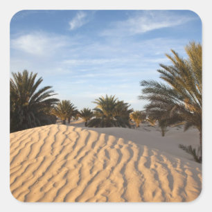 Tunisia, Sahara Desert, Douz, Great Dune, palm 2 Square Sticker