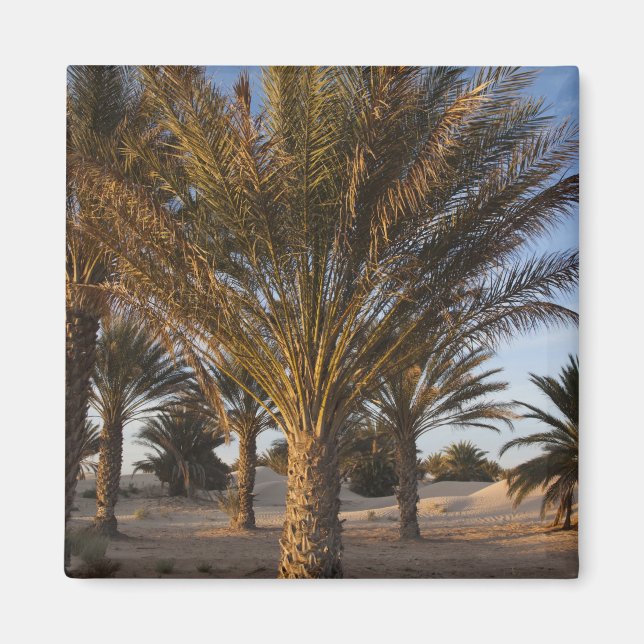 Tunisia, Sahara Desert, Douz, Great Dune, palm Magnet (Front)
