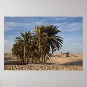 Tunisia, Sahara Desert, Douz, Great Dune, palm Poster