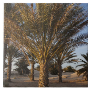 Tunisia, Sahara Desert, Douz, Great Dune, palm Tile