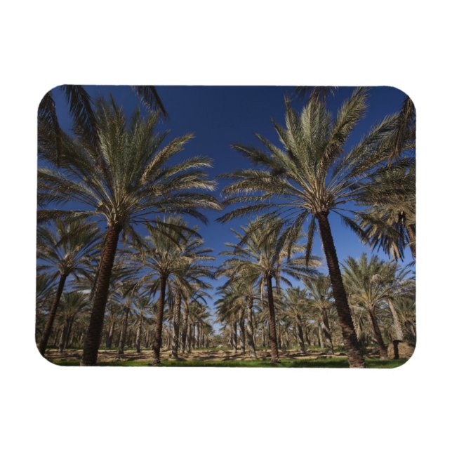 Tunisia, Sahara Desert, Douz, Zone Touristique, 2 Magnet (Horizontal)