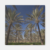 Tunisia, Sahara Desert, Douz, Zone Touristique, 2