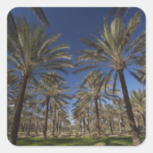 Tunisia, Sahara Desert, Douz, Zone Touristique, 2 Square Sticker