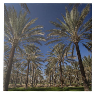 Tunisia, Sahara Desert, Douz, Zone Touristique, 2 Tile